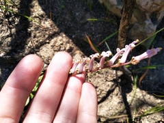 Cyphia phyteuma (Cyphia phyteuma)