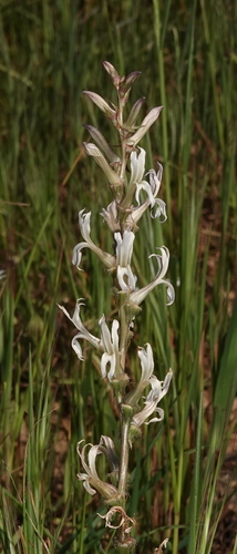 Cyphia phyteuma (Cyphia phyteuma)