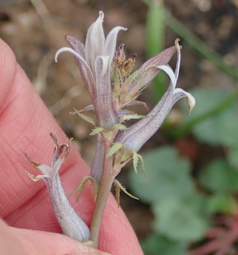Cyphia phyteuma (Cyphia phyteuma)