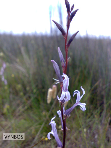 Cyphia phyteuma (Cyphia phyteuma)