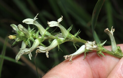 Cyphia phyteuma (Cyphia phyteuma)