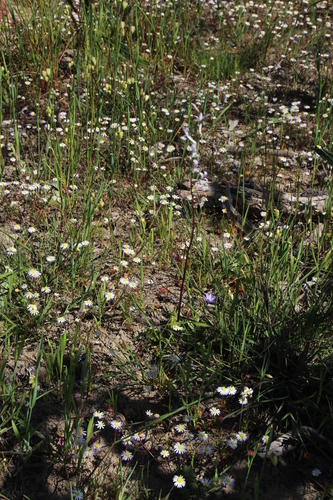 Cyphia phyteuma (Cyphia phyteuma)