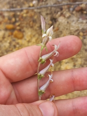 Cyphia phyteuma (Cyphia phyteuma)
