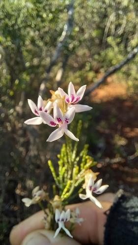 Cyphia sylvatica (Cyphia sylvatica)