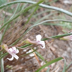 Cyphia sylvatica (Cyphia sylvatica)