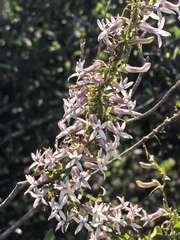 Cyphia sylvatica (Cyphia sylvatica)