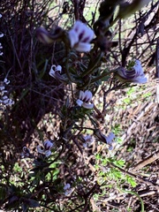 Cyphia sylvatica (Cyphia sylvatica)