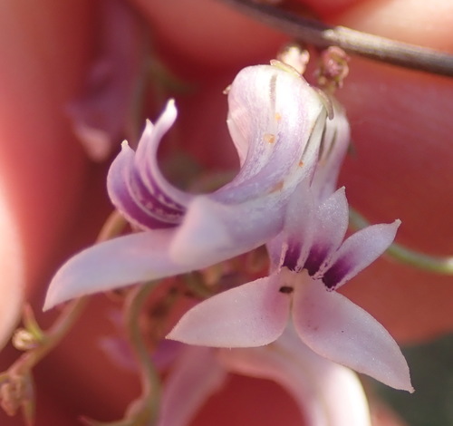 Cyphia sylvatica (Cyphia sylvatica)