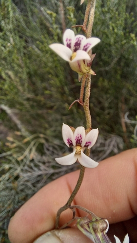 Cyphia sylvatica (Cyphia sylvatica)