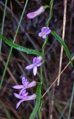 Cyphia sylvatica (Cyphia sylvatica)