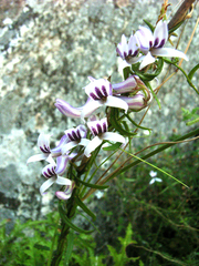 Cyphia sylvatica (Cyphia sylvatica)