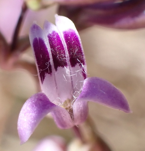 Cyphia sylvatica (Cyphia sylvatica)