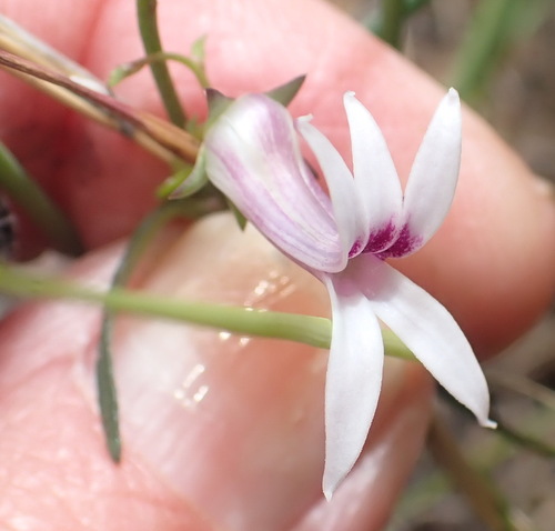 Cyphia sylvatica (Cyphia sylvatica)