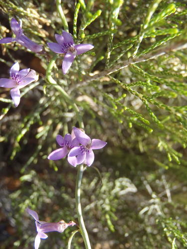 Cyphia sylvatica (Cyphia sylvatica)