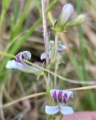 Cyphia sylvatica (Cyphia sylvatica)