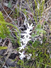 Cyphia volubilis (Cyphia volubilis)