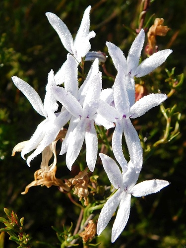 Cyphia volubilis (Cyphia volubilis)