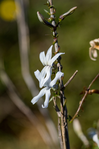 Cyphia volubilis (Cyphia volubilis)