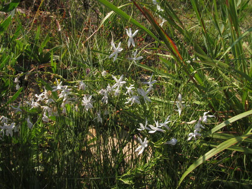 Cyphia volubilis (Cyphia volubilis)