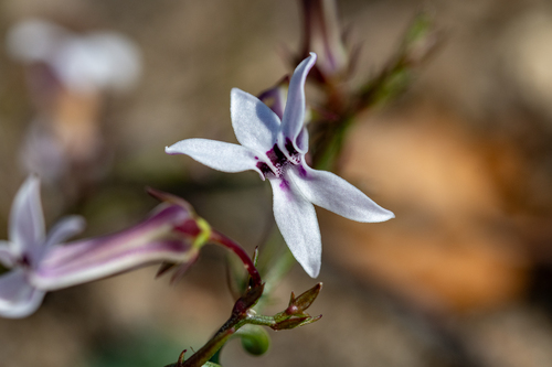 Cyphia volubilis (Cyphia volubilis)