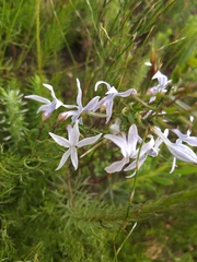 Cyphia volubilis (Cyphia volubilis)