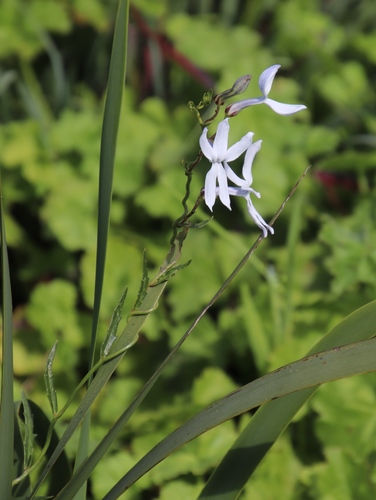 Cyphia volubilis (Cyphia volubilis)