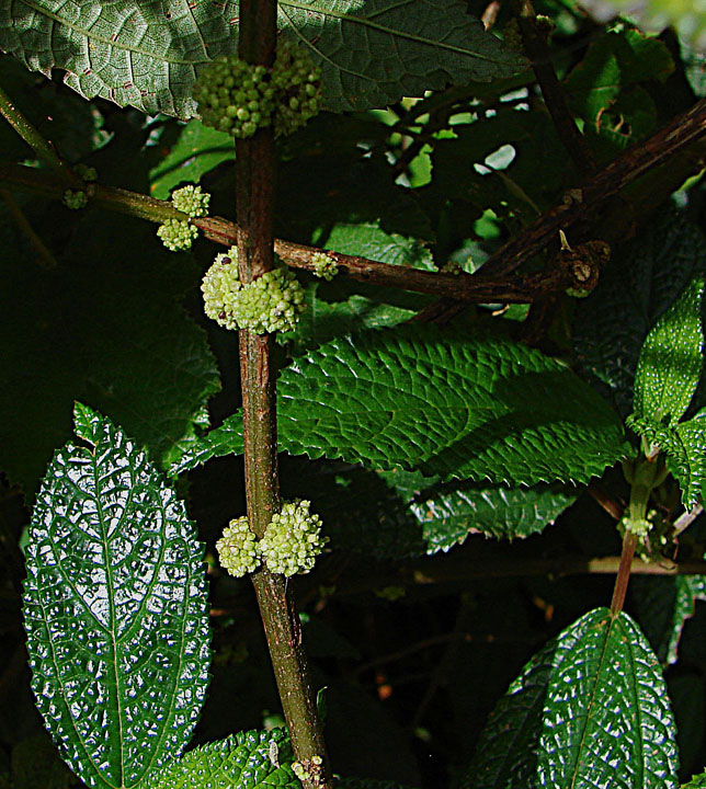 Cypholophus brunneolus: Cypholophus brunneolus, Mesilau sanctuary, Sabah, Borneo
