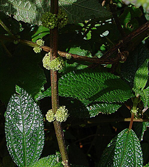 Cypholophus brunneolus: Cypholophus brunneolus, Mesilau sanctuary, Sabah, Borneo