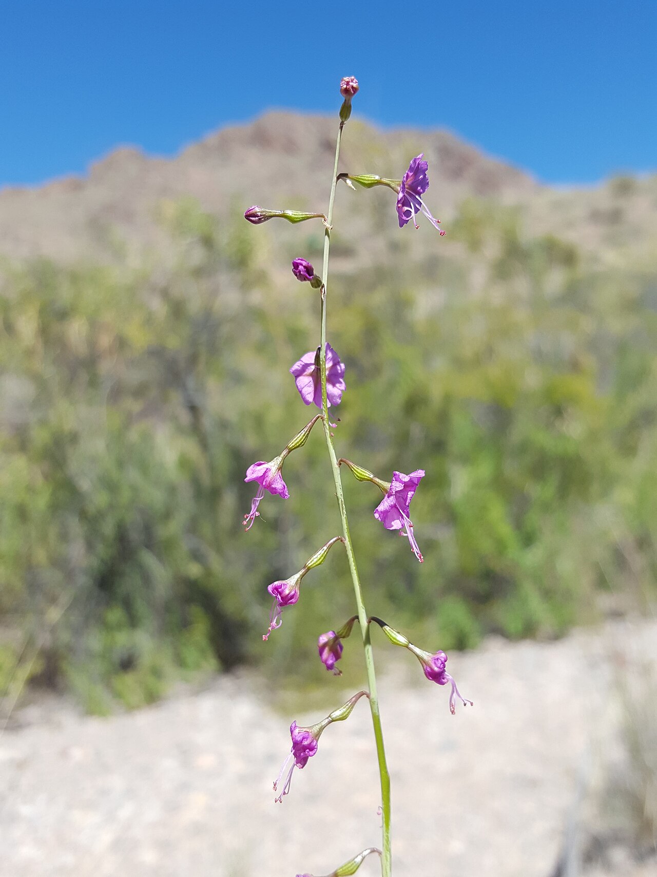 Red cyphomeris: Red Cyphomeris ( Cyphomeris gypsophiloides ) in the United States