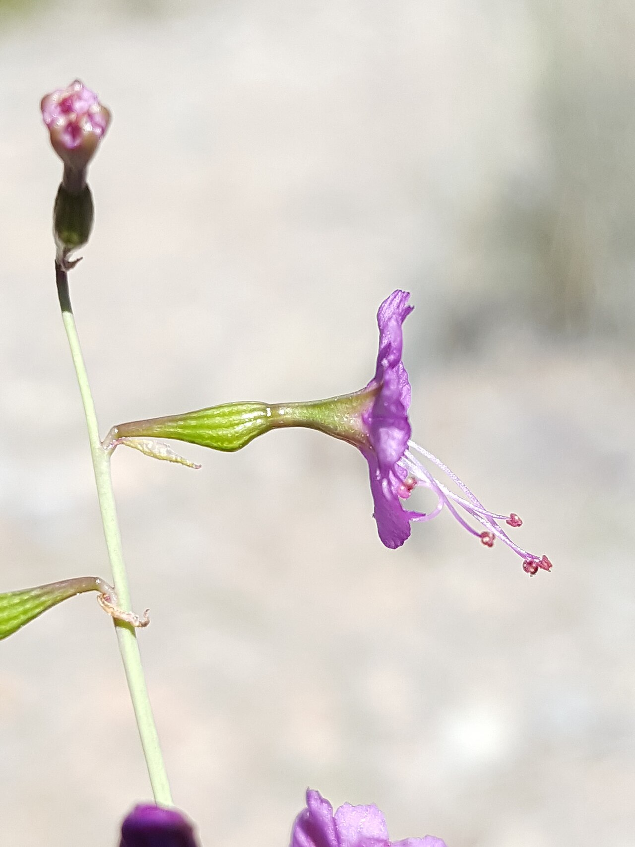 Red cyphomeris: Red Cyphomeris ( Cyphomeris gypsophiloides ) in the United States