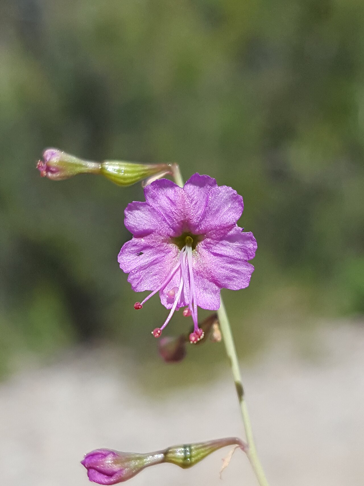 Red cyphomeris: Red Cyphomeris ( Cyphomeris gypsophiloides ) in the United States