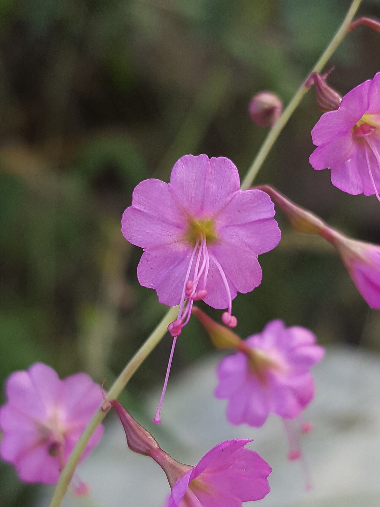 Red cyphomeris: Red Cyphomeris ( Cyphomeris gypsophiloides ) in the United States