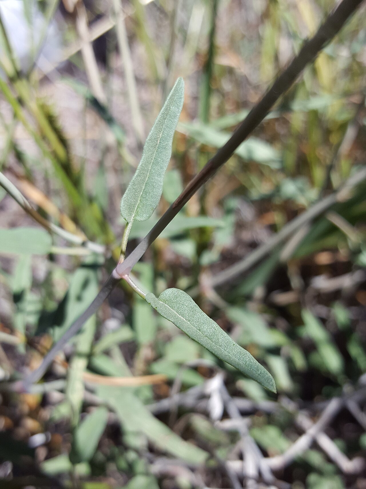 Red cyphomeris: Red Cyphomeris ( Cyphomeris gypsophiloides ) in the United States