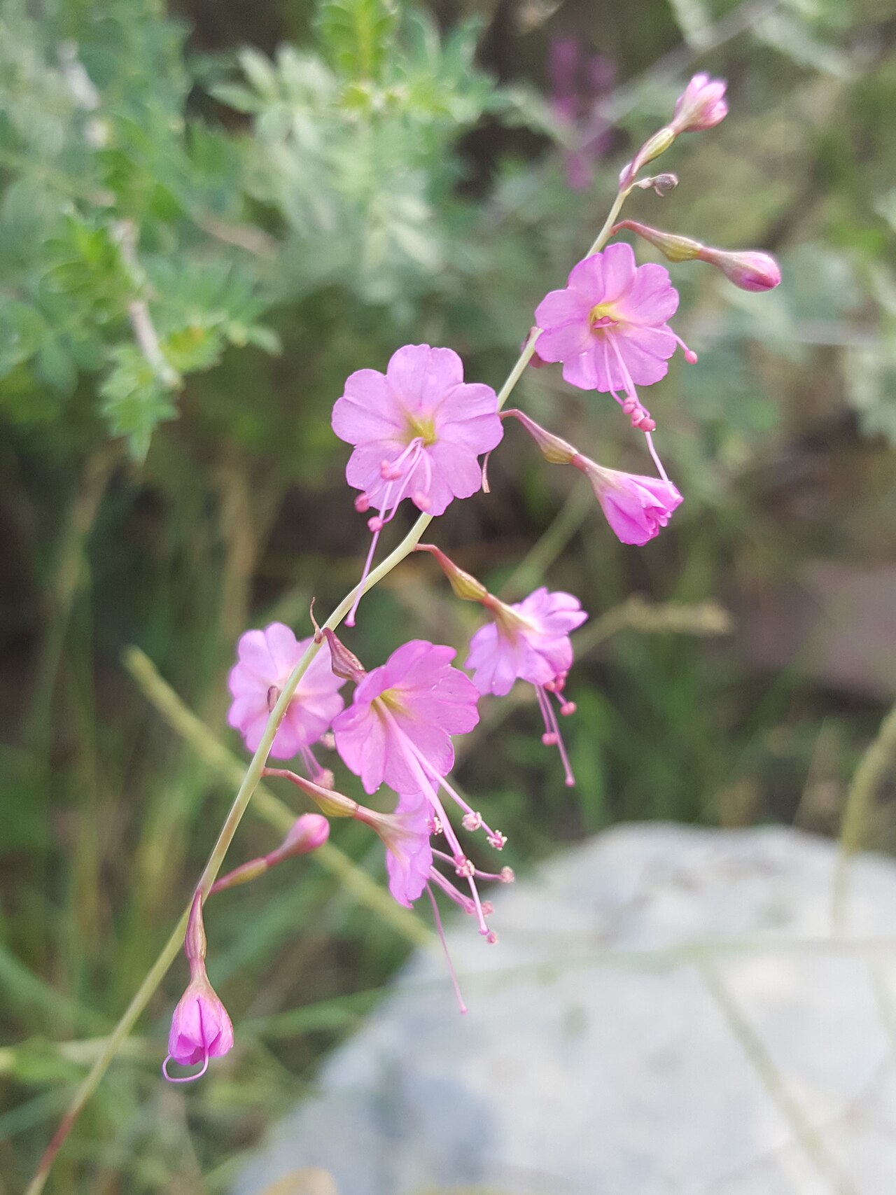 Red cyphomeris: Red Cyphomeris ( Cyphomeris gypsophiloides ) in the United States
