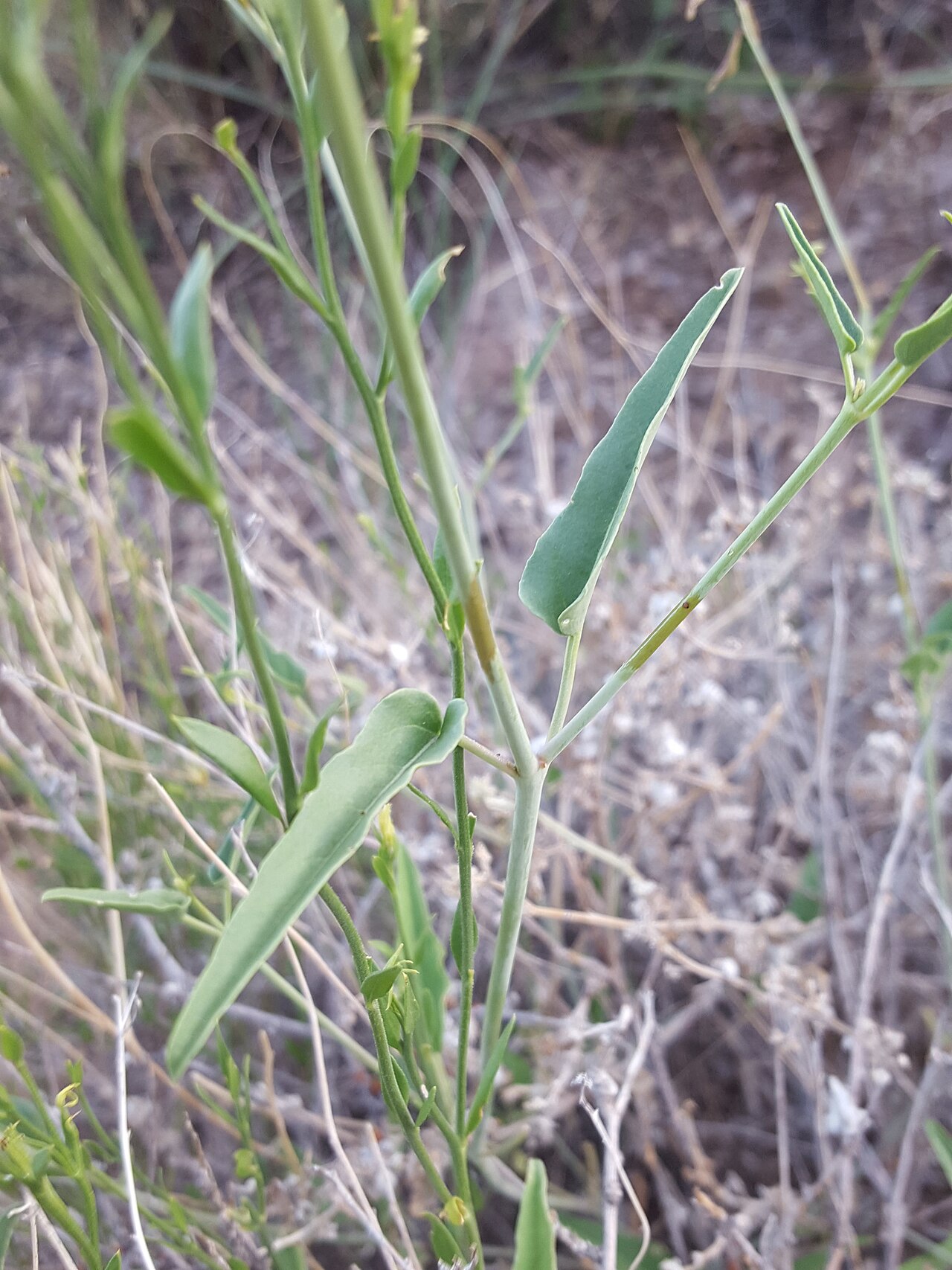 Red cyphomeris: Red Cyphomeris ( Cyphomeris gypsophiloides ) in the United States
