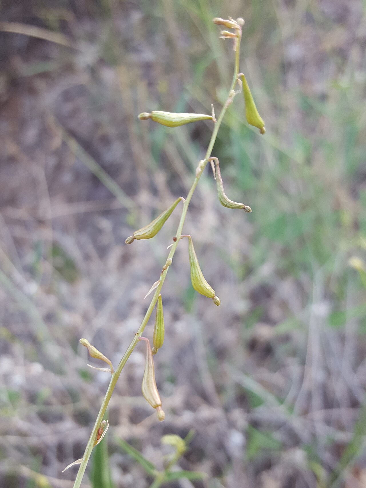 Red cyphomeris: Red Cyphomeris ( Cyphomeris gypsophiloides ) in the United States