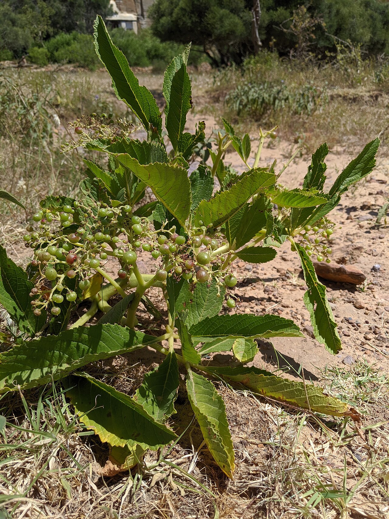 Cyphostemma adenanthum: Cyphostemma adenanthum