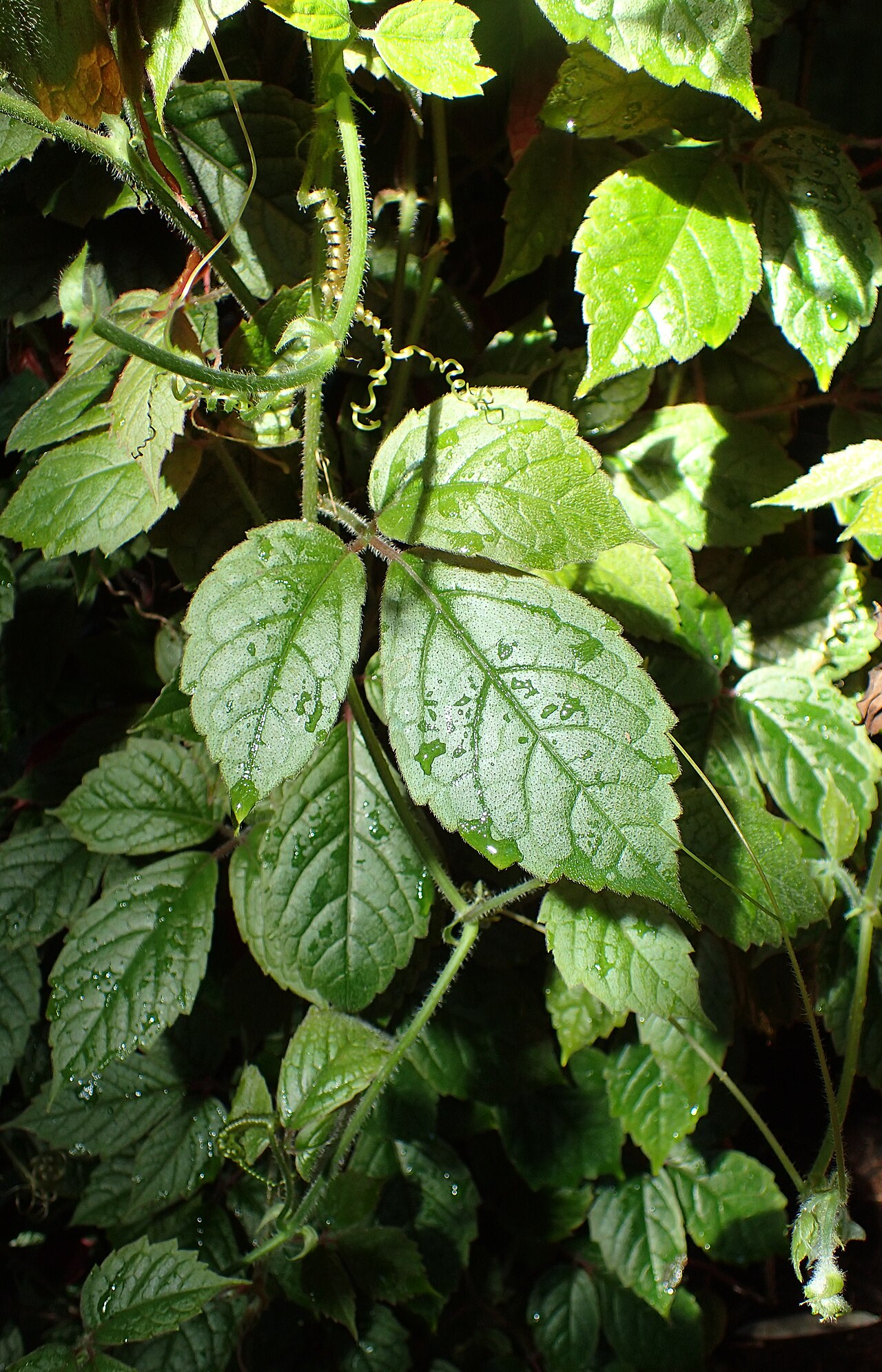 Cyphostemma adenopodum: Cyphostemma adenopodum (labelled as Cissus adenopoda) in Boltz Conservatory