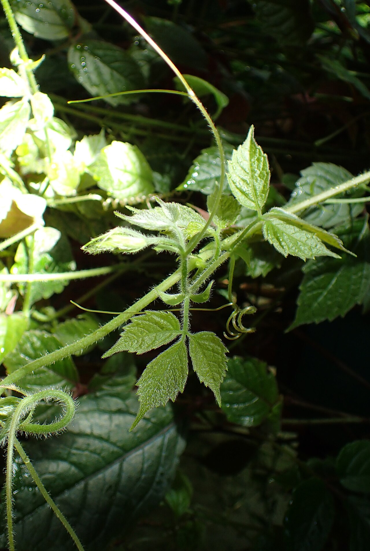 Cyphostemma adenopodum: Cyphostemma adenopodum (labelled as Cissus adenopoda) in Boltz Conservatory