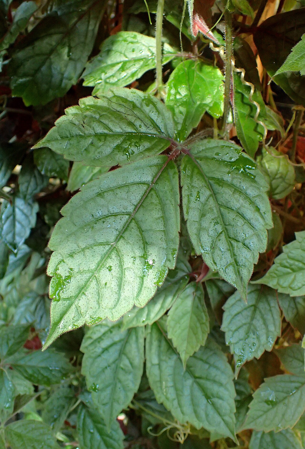 Cyphostemma adenopodum: Cyphostemma adenopodum (labelled as Cissus adenopoda) in Boltz Conservatory