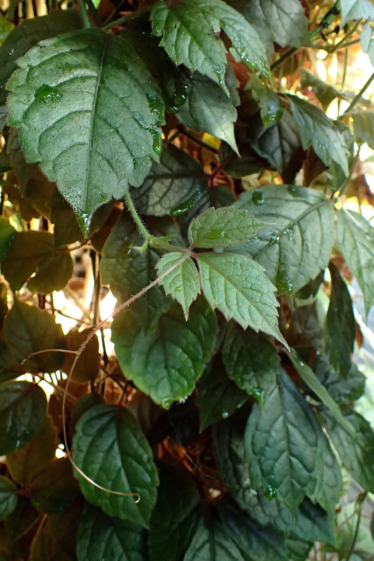 Cyphostemma adenopodum: Cyphostemma adenopodum (labelled as Cissus adenopoda) in Boltz Conservatory