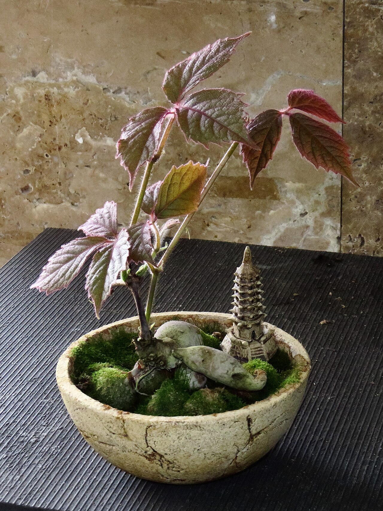 Cyphostemma adenopodum: Bonsai exhibition in Grishko botanical garden, Kiev, Ukraine. Cyphostemma adenopodum , age: 7 years, height: 35 cm, bonsai style: free.