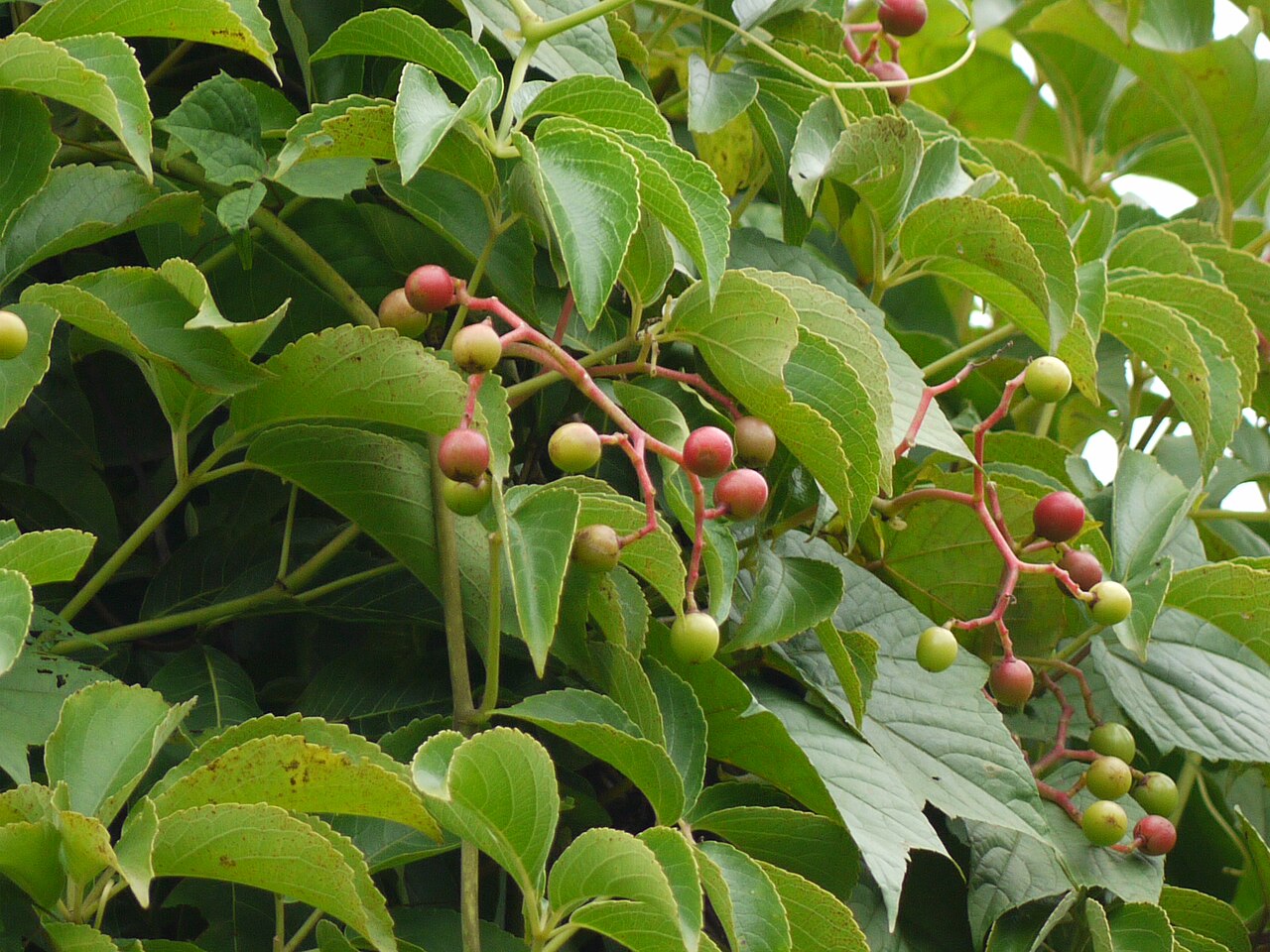 Eared cyphostemma: Vitaceae (vitis, or grape family) » Cyphostemma auriculatum sy-foh-STEM-uh -- from the Greek kyphos (tumor, hump) and stemma (garland, crown) aw-rik-yoo-LAY-tum