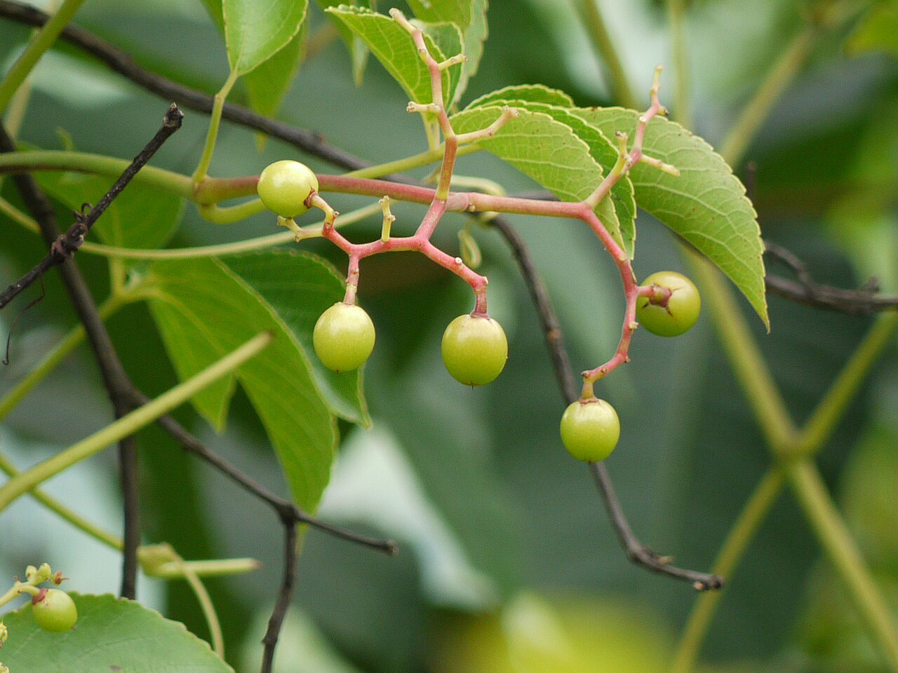 Eared cyphostemma: Vitaceae (vitis, or grape family) » Cyphostemma auriculatum sy-foh-STEM-uh -- from the Greek kyphos (tumor, hump) and stemma (garland, crown) aw-rik-yoo-LAY-tum