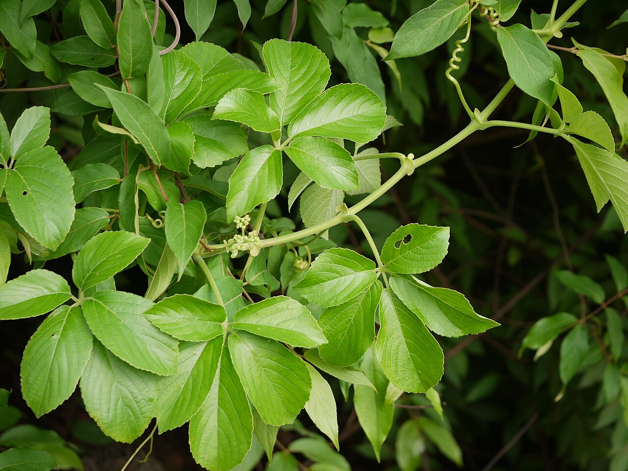 Eared cyphostemma: Vitaceae (vitis, or grape family) » Cyphostemma auriculatum sy-foh-STEM-uh -- from the Greek kyphos (tumor, hump) and stemma (garland, crown) aw-rik-yoo-LAY-tum