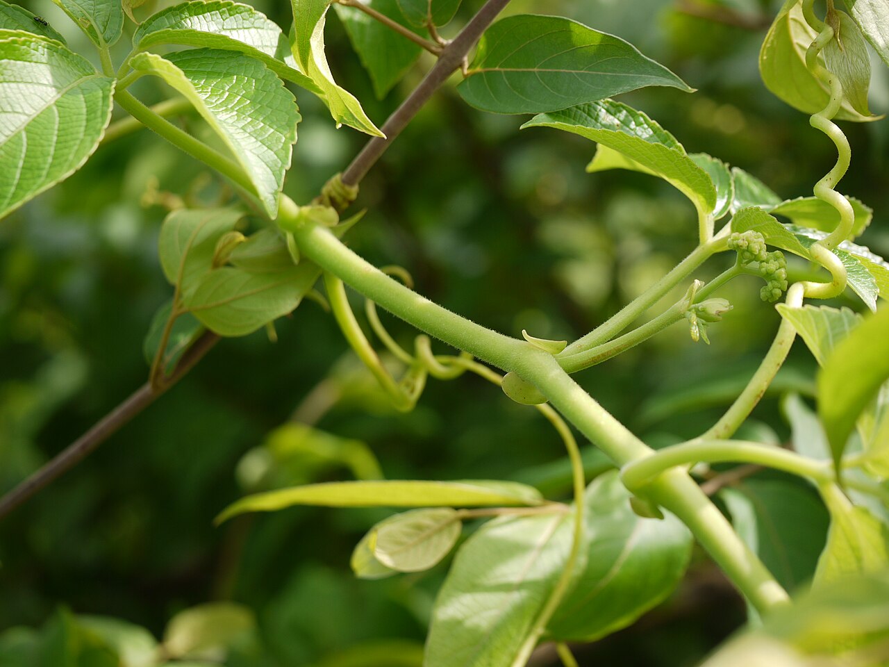 Eared cyphostemma: Vitaceae (vitis, or grape family) » Cyphostemma auriculatum sy-foh-STEM-uh -- from the Greek kyphos (tumor, hump) and stemma (garland, crown) aw-rik-yoo-LAY-tum