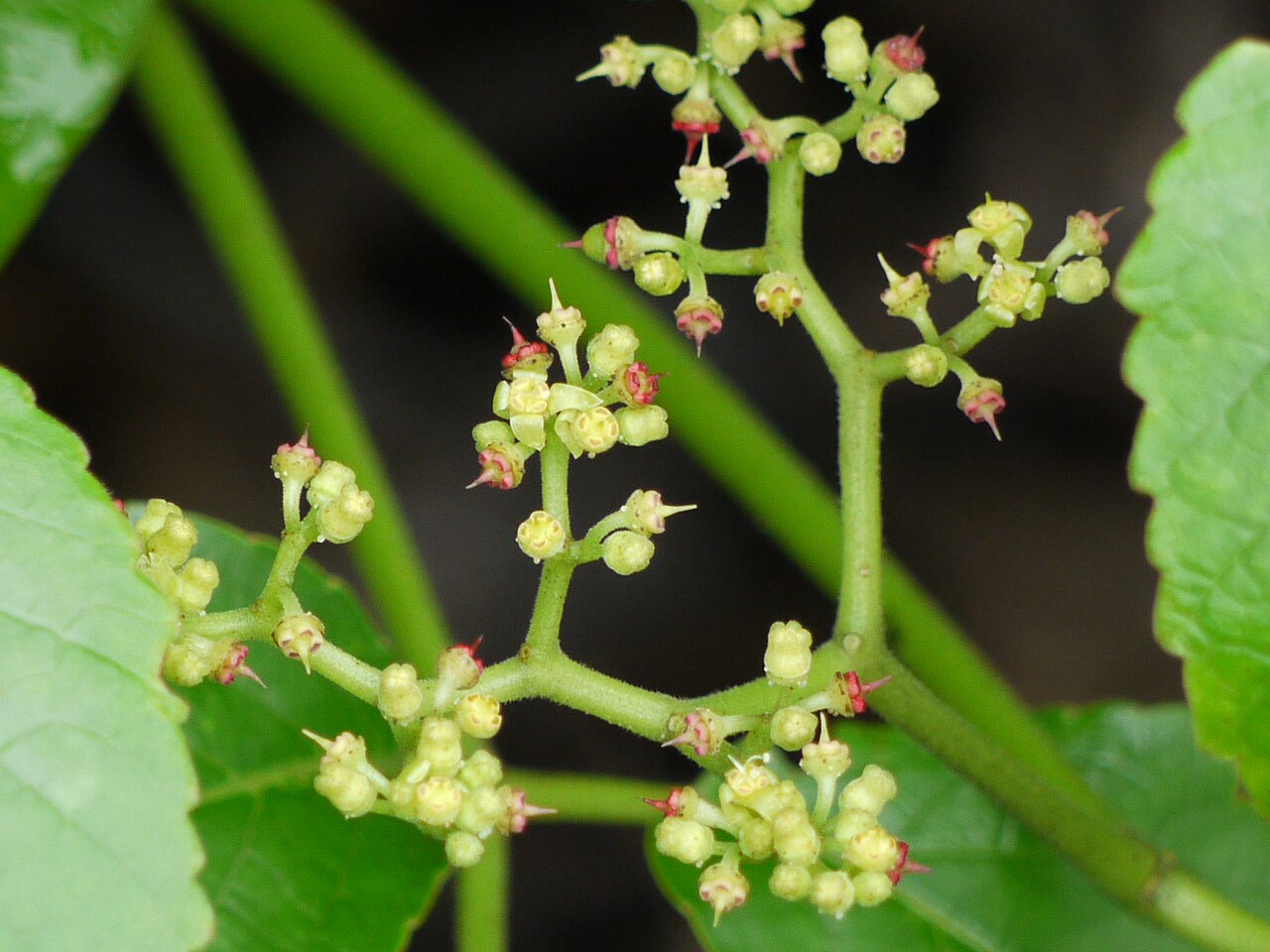 Eared cyphostemma: Vitaceae (vitis, or grape family) » Cyphostemma auriculatum sy-foh-STEM-uh -- from the Greek kyphos (tumor, hump) and stemma (garland, crown) aw-rik-yoo-LAY-tum