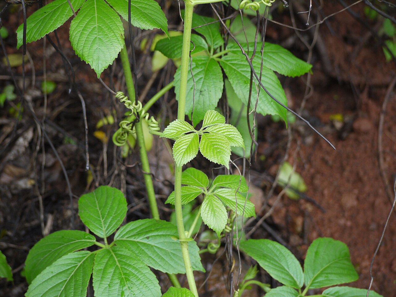 Eared cyphostemma: Vitaceae (vitis, or grape family) » Cyphostemma auriculatum sy-foh-STEM-uh -- from the Greek kyphos (tumor, hump) and stemma (garland, crown) aw-rik-yoo-LAY-tum