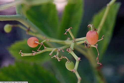 Cyphostemma bainesii: Location taken: United States Botanic Garden. Names: Cyphostemma bainesii (Hook. f.) Descoings, African Tree Grap Classification: Plantae > Magnoliophyta > Magn