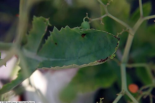 Cyphostemma bainesii: Location taken: United States Botanic Garden. Names: Cyphostemma bainesii (Hook. f.) Descoings, African Tree Grap Classification: Plantae > Magnoliophyta > Magn
